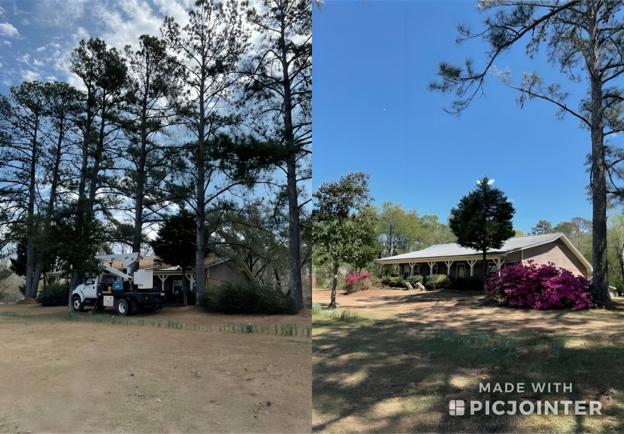 Reliable Tree Removal Service Near Tight Brookhaven Homes